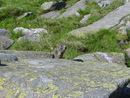Das Alpenmurmeltier Marmota marmota