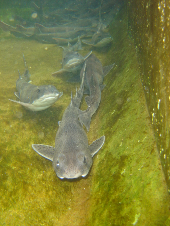 Kleine Haie (Scyliorhinus canicula)